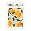 Póster de tela Boho limonero - Citrus Limonum - Tunaboylu