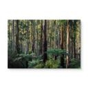 Cuadro de madera bosque de eucaliptos en Yarra Ranges - Colombo