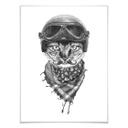 Póster Kools - Gato motorista