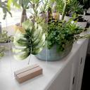 Kvilis borddekoration - Monstera-blad