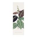 Tekstil plakat Illustration af blade - Bignonia Argyro Violascea