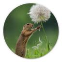 Alu-Dibond - Dick van Duijn - Eekhoorn met Paardenbloem - rond