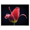 Plakat - Grønkjær - First Tulip