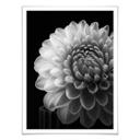 Póster Grønkjær - Dalia