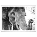 Póster Elefante indio
