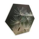 Hexagone - Placage bois de bouleau Delgado - Variété de pissenlits