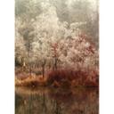 Van Dongen - Fotomural Bosque helado