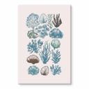 Glasbillede - Filigran alger og skaller | Maritim illustration - casa cartissi