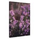 Canvasbillede lilla lyngblomst i varmt lys - Annie