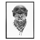 Póster Kools - Gato motorista