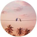 Sticker mural Loose - Colibris amoureux - Rond