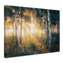 Lienzo Sol en un bosque de abedules - Kado