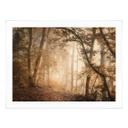 Póster Bosque en la niebla matinal - Maier