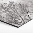 Hexagon Dibond High in the Trees