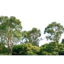 Grønt og hvidt non-woven tapet Designwalls Treetop regnskov natur