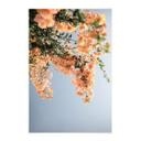 Póster de tela Flores de color melocotón en Assos - Fotografía de Clint