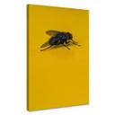 Lienzo Marrón - Mosca doméstica sobre amarillo