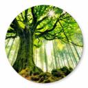 Tableau sur verre rond Kiciak - forêt de conte de fées