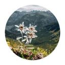 Plakat Hvid alpin edelweiss på bjerget