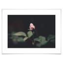 Poster Bouton de rose