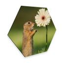 Hexagon - Alu-Dibond Dick van Duijn - Eekhoorn met Gerbera