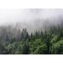 non-woven tapet FoggyFirTrees landskabstræ fototapet Designwalls i grøn og hvid 