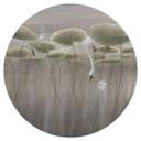 Muursticker lotusbloemen met zwaan in water in grijs - Ms Tiff - Rond