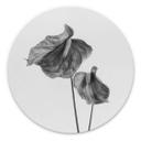 Tableau sur alu-Dibond rond Grønkjær - Anthurium noir et blanc