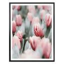 Plakat - Annie - Spring Tulips