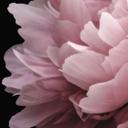 Peonía rosa - fotomural floral - Haase