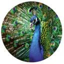 Sticker mural Magnifique paon - Rond