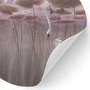 Muursticker lotusbloemen met zwaan in water in donkerroze - Ms Tiff - Rond