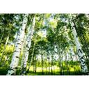 Fotobehang Papierbehang Sunshine Forest - 366x254 cm