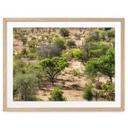 Póster Paisaje de sabana en África - Hugonnard