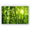 Tableau Forex - Rayon de soleil dan la forêt de bambous