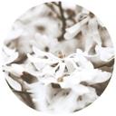 Annie - Jasmine - Rundt Fototapet - vliesetapet/selvklæbende non-woven tapet