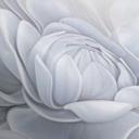 Tapet med blomstermotiv Big Pictures grå 2,50 x 2,70 m