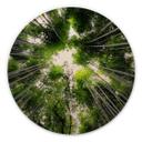Cuadro de madera Hugonnard - Bosque en Japón - Redondo