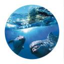 Plakat Delfiner under vand - rund