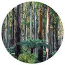 Eucalyptusbos in de Yarra Ranges | Bosbehang - Colombo - Rond - vliesbehang/zelfklevend vliesbehang