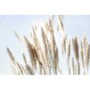 Pampas Grass Sky Beige Blue 3,75 x 2,50 m - Ikke-vævet tapet natur boho stil
