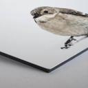 Hexagon Alu-Dibond Little Bird