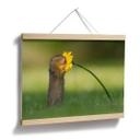 Plakat - van Duijn - Egern dufter til blomst