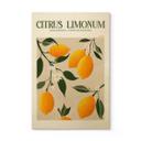 Cuadro de madera Boho limonero - Citrus Limonum - Tunaboylu
