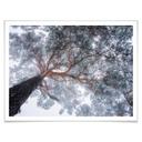 Póster Krivec - Árbol en invierno