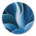 Tableau sur verre rond Wechsler - Plantes d'agave 