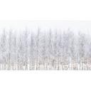 Papel pintado Bosque de abedules en invierno - EMELIEmaria