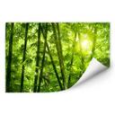 Muurprints Zonneschijn in een Bamboebos