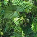 Livingwalls Tapete Neue Bude 2.0 im Palmenprint Ds
