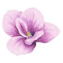Muursticker Bloeiende Magnolia